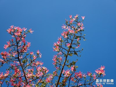 美丽异木棉，秋景似春景