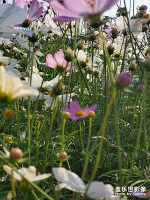 小榄菊花节