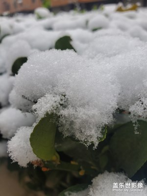 【享拍一刻】+下雪了