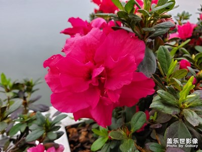 小花