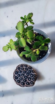 三星拍植物效果zui好，没有之一