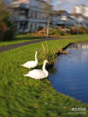 荷兰鹿特丹卡佩拉街区公园白天鹅悠然自得