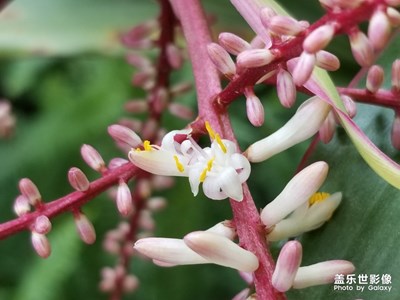 花无百日红 , 木有千年寿