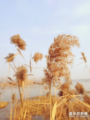 汶河湿地公园