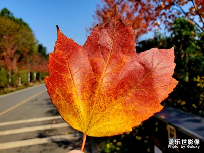 长沙植物园的枫叶红彤彤