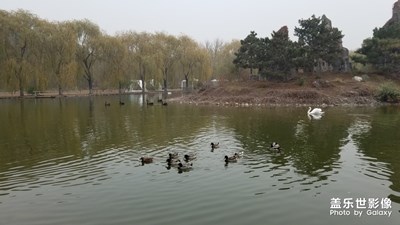 【2019最美瞬间】+北京野生动物园游览