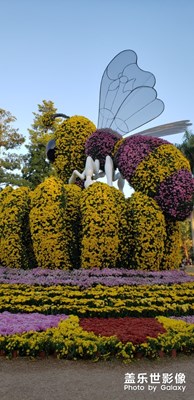 腊月赏菊