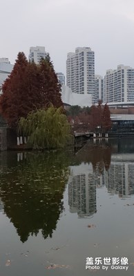 【2019最美瞬间】+秋叶浓浓