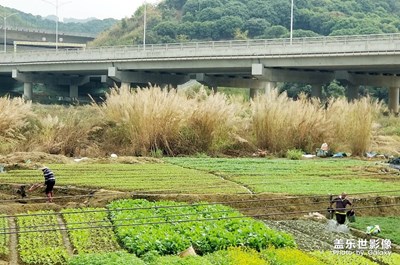 田园行