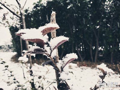 【2019最美瞬间】京城的雪