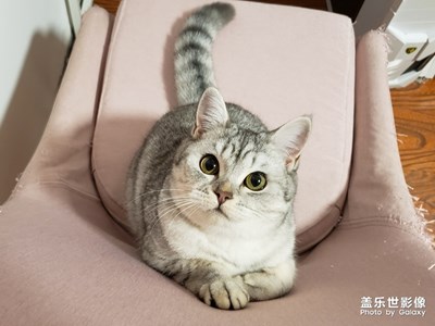 猫片