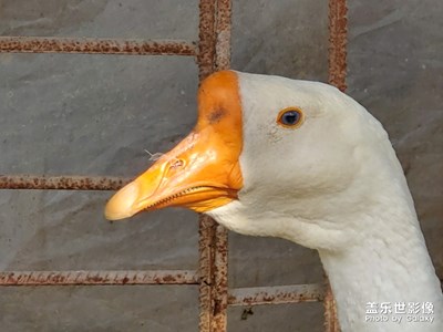 我拍的星星