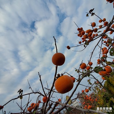 柿子红了