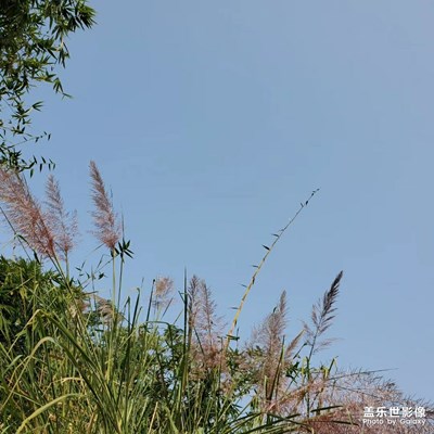 冬之芦苇