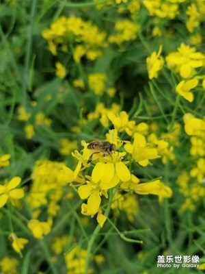 路边的菜花