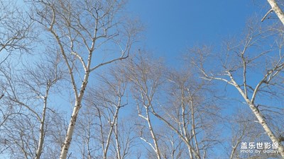 【鼠年吉祥】+冬日里的白杨