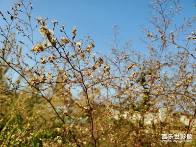 花开花落，美丽也只是一瞬间