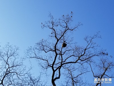 【新春】+天河公园