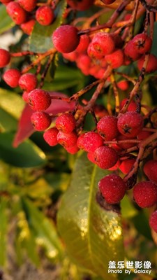 响应国家号召，不串门，不聚餐，中国加油!