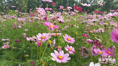 华阳湖的花