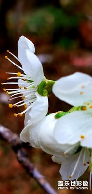 梅花开尽李花开