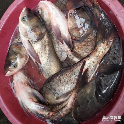 水库鱼