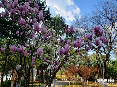 看到花儿