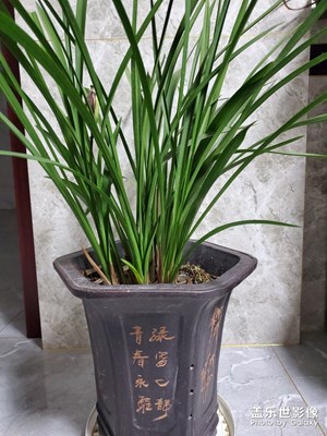 我的生活+兰花