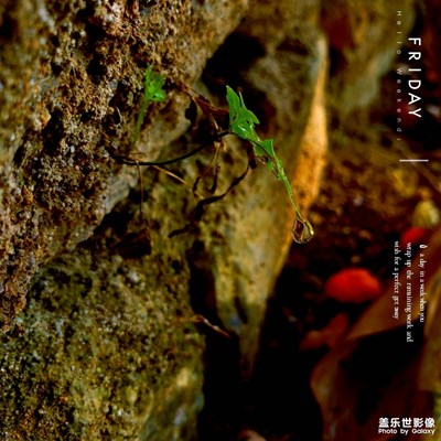热爱拍照的boy