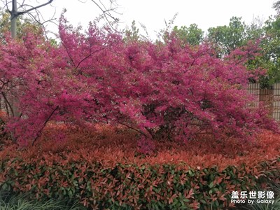 【身边的景色】