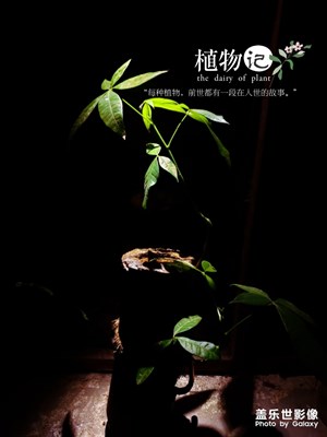 爱拍照爱生活