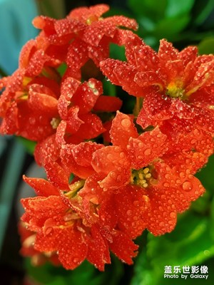 长寿花