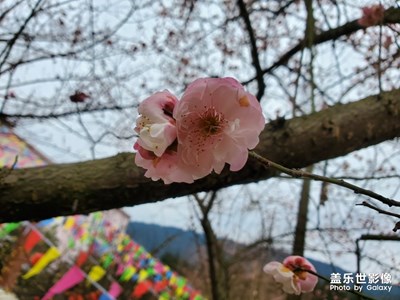 【身边的景色】+绿水青山
