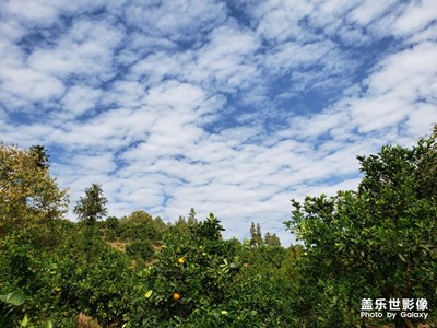 湛蓝的天空下，黄金果树绿树成荫