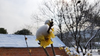 雪，不期而遇