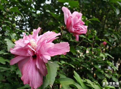 美丽的花