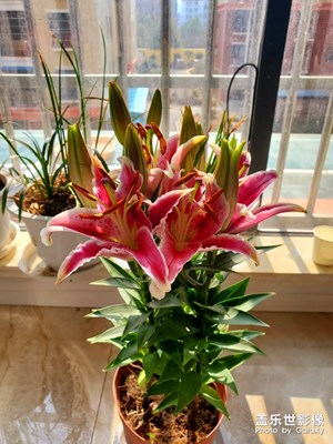 香水百合