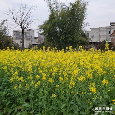 枯树逢春