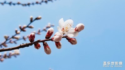 春花烂漫