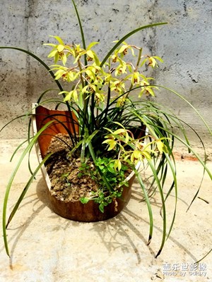兰草花