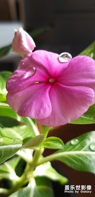小花