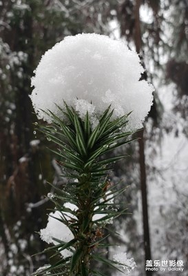 雪