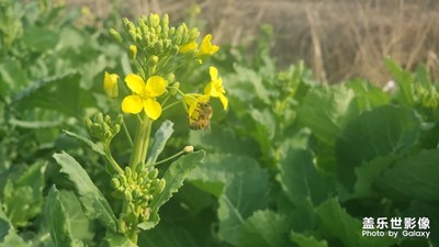 油菜花开