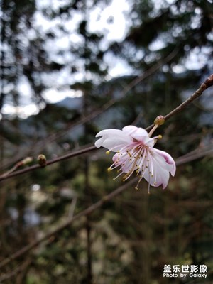 樱桃花开