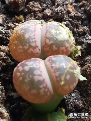 生石花的脱皮过程