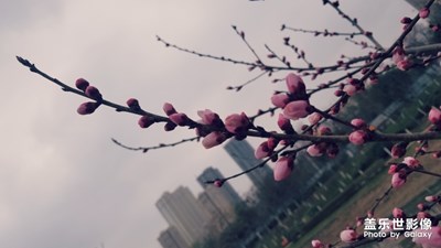 春花烂漫2