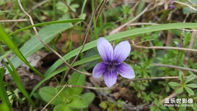 路边的野花