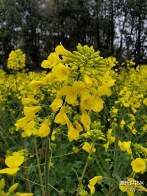 春已到，花已开