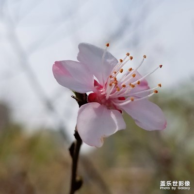 春花烂漫3