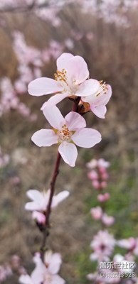 桃花依旧笑春风